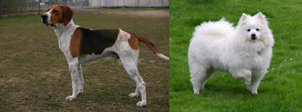American Eskimo Dog vs Anglo-Francais de Petite Venerie - Breed Comparison