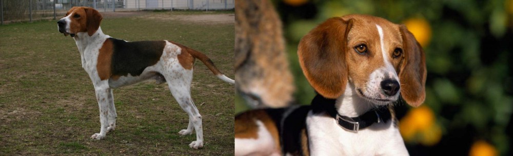 American Foxhound vs Anglo-Francais de Petite Venerie - Breed Comparison