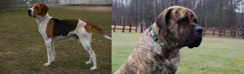 American Mastiff vs Anglo-Francais de Petite Venerie - Breed Comparison