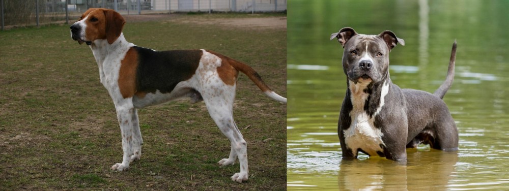 American Staffordshire Terrier vs Anglo-Francais de Petite Venerie - Breed Comparison