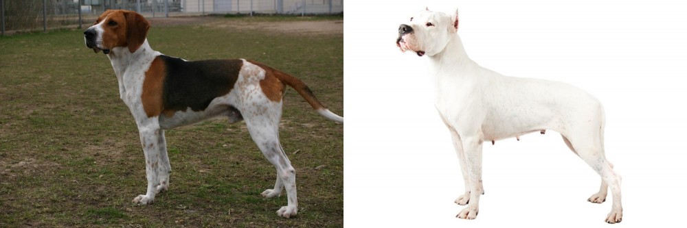 Argentine Dogo vs Anglo-Francais de Petite Venerie - Breed Comparison