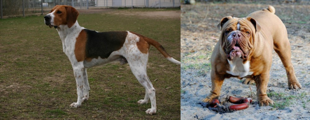 Australian Bulldog vs Anglo-Francais de Petite Venerie - Breed Comparison