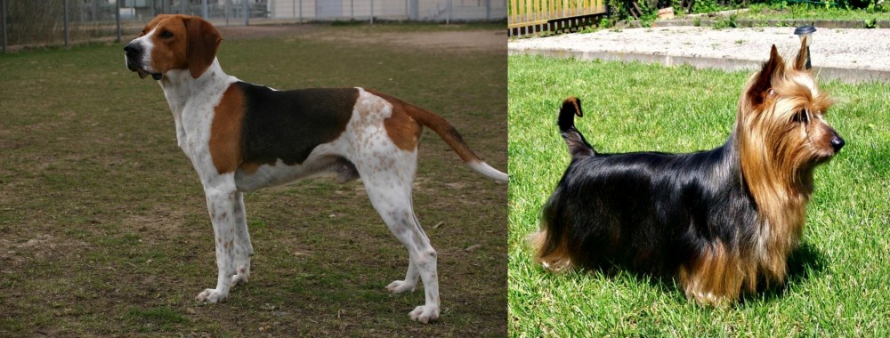 Australian Silky Terrier vs Anglo-Francais de Petite Venerie - Breed Comparison