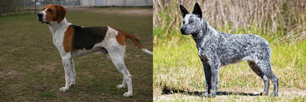 Australian Stumpy Tail Cattle Dog vs Anglo-Francais de Petite Venerie - Breed Comparison