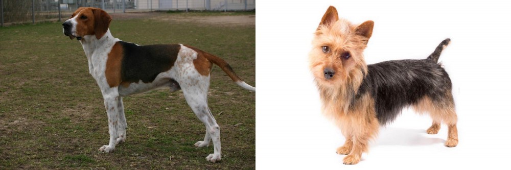Australian Terrier vs Anglo-Francais de Petite Venerie - Breed Comparison