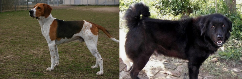 Bakharwal Dog vs Anglo-Francais de Petite Venerie - Breed Comparison