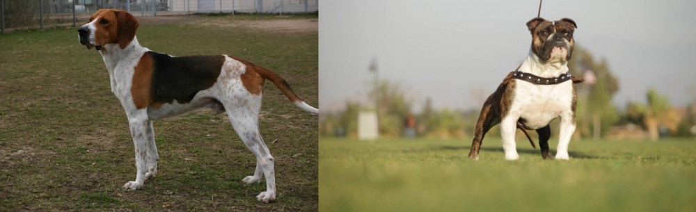 Bantam Bulldog vs Anglo-Francais de Petite Venerie - Breed Comparison