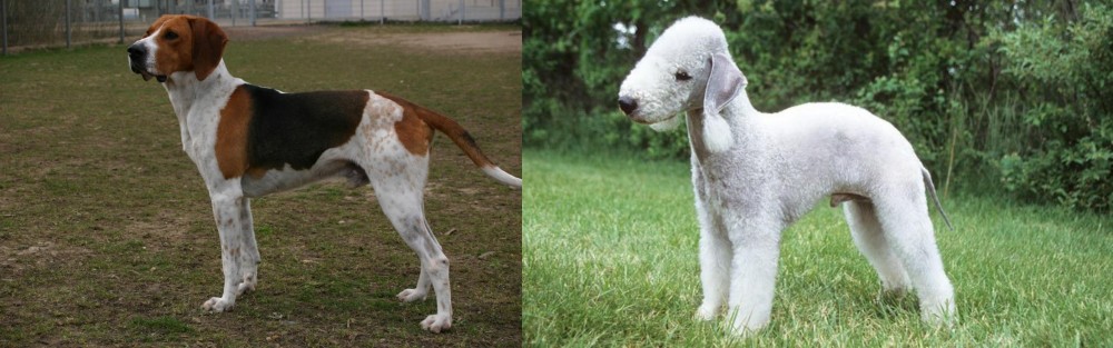 Bedlington Terrier vs Anglo-Francais de Petite Venerie - Breed Comparison