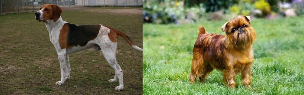 Belgian Griffon vs Anglo-Francais de Petite Venerie - Breed Comparison