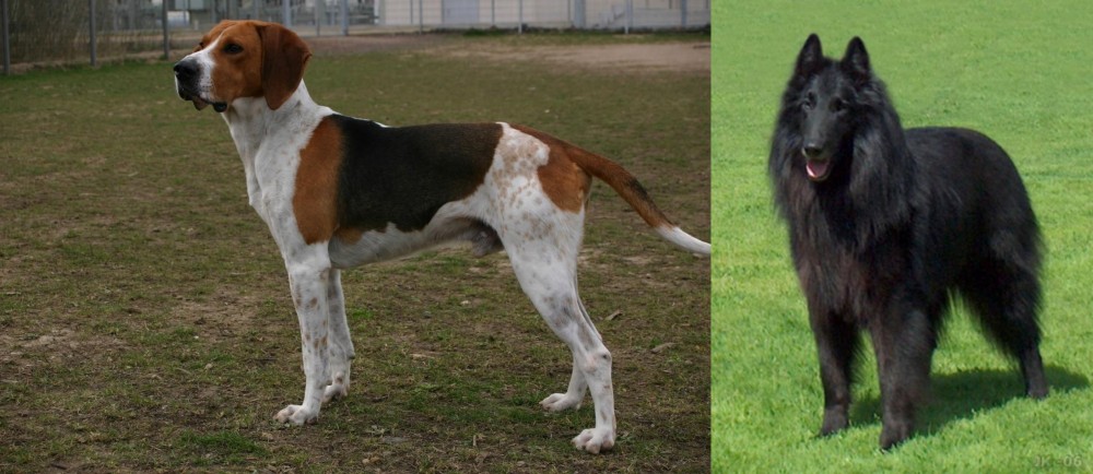 Belgian Shepherd Dog (Groenendael) vs Anglo-Francais de Petite Venerie - Breed Comparison