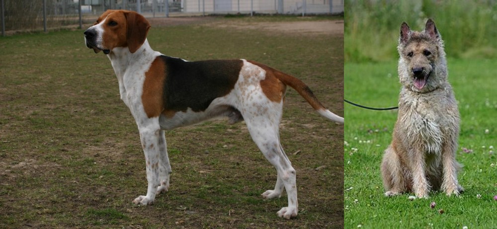 Belgian Shepherd Dog (Laekenois) vs Anglo-Francais de Petite Venerie - Breed Comparison