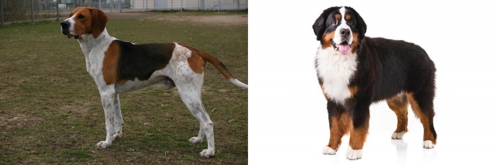 Bernese Mountain Dog vs Anglo-Francais de Petite Venerie - Breed Comparison