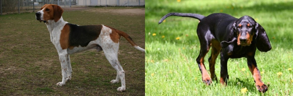 Black and Tan Coonhound vs Anglo-Francais de Petite Venerie - Breed Comparison