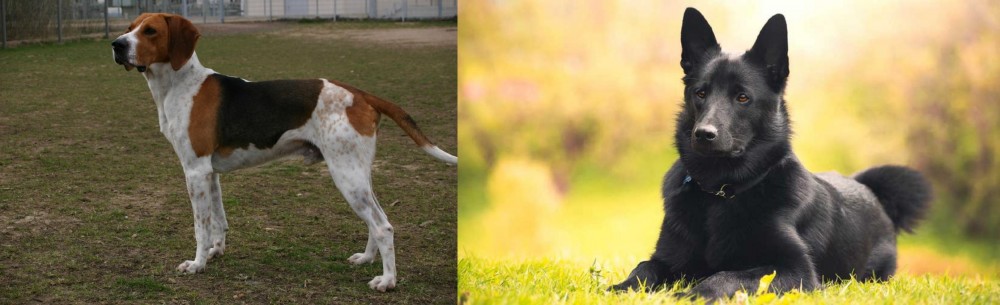 Black Norwegian Elkhound vs Anglo-Francais de Petite Venerie - Breed Comparison