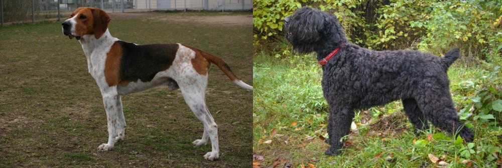 Black Russian Terrier vs Anglo-Francais de Petite Venerie - Breed Comparison