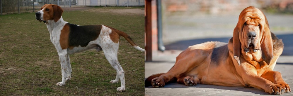 Bloodhound vs Anglo-Francais de Petite Venerie - Breed Comparison