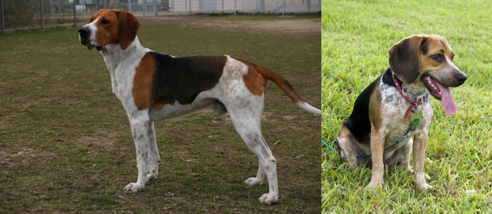 Bluetick Beagle vs Anglo-Francais de Petite Venerie - Breed Comparison