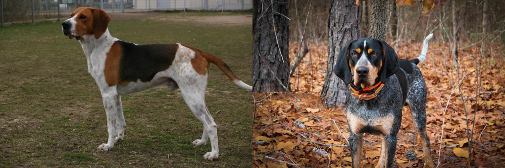 Bluetick Coonhound vs Anglo-Francais de Petite Venerie - Breed Comparison