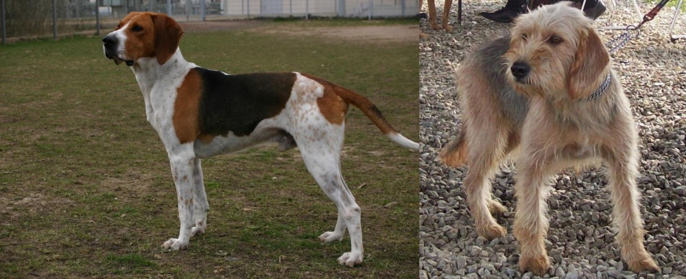 Bosnian Coarse-Haired Hound vs Anglo-Francais de Petite Venerie - Breed Comparison