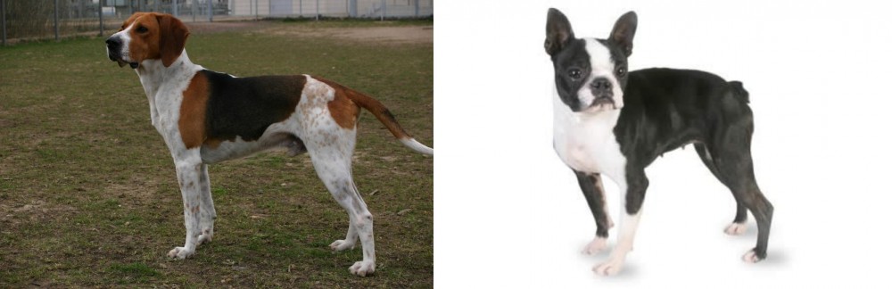 Boston Terrier vs Anglo-Francais de Petite Venerie - Breed Comparison