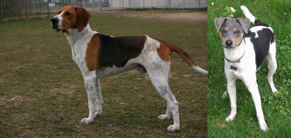 Brazilian Terrier vs Anglo-Francais de Petite Venerie - Breed Comparison