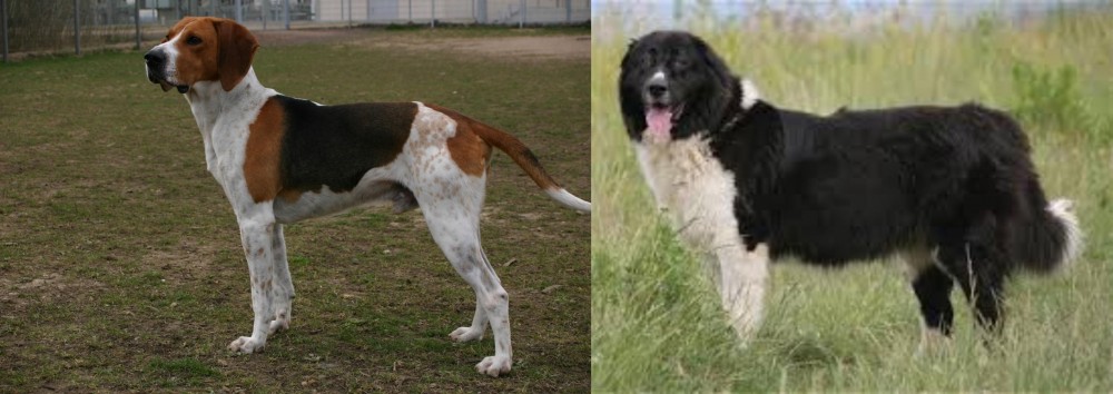 Bulgarian Shepherd vs Anglo-Francais de Petite Venerie - Breed Comparison