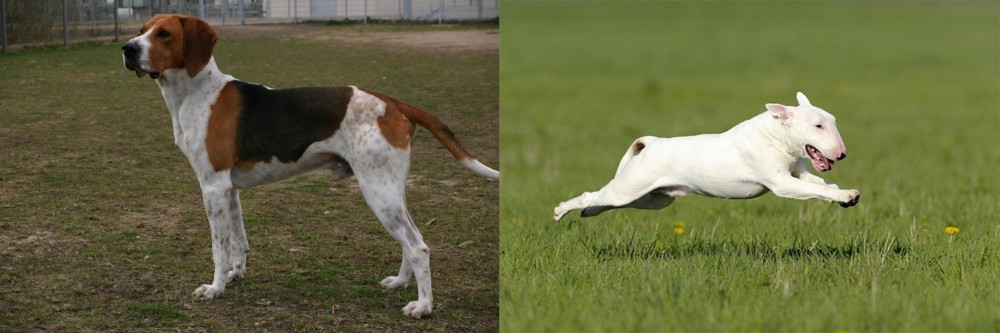 Bull Terrier vs Anglo-Francais de Petite Venerie - Breed Comparison