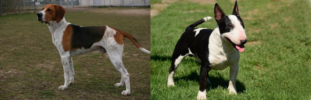 Bull Terrier Miniature vs Anglo-Francais de Petite Venerie - Breed Comparison