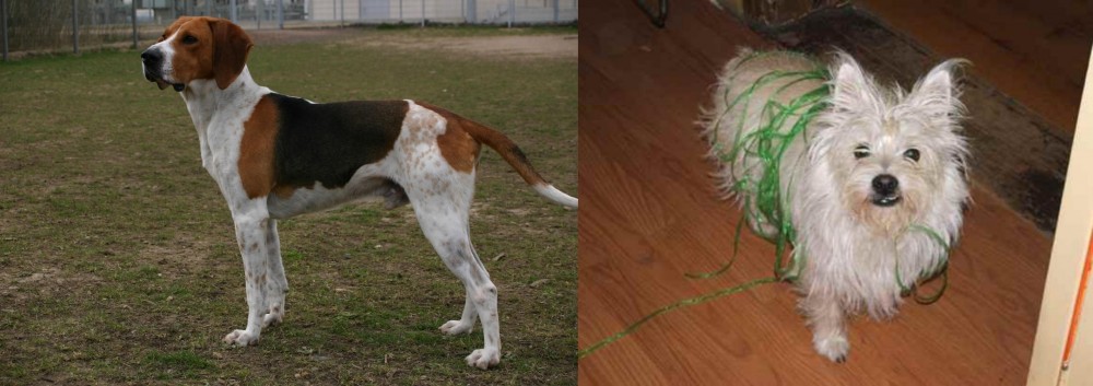 Cairland Terrier vs Anglo-Francais de Petite Venerie - Breed Comparison