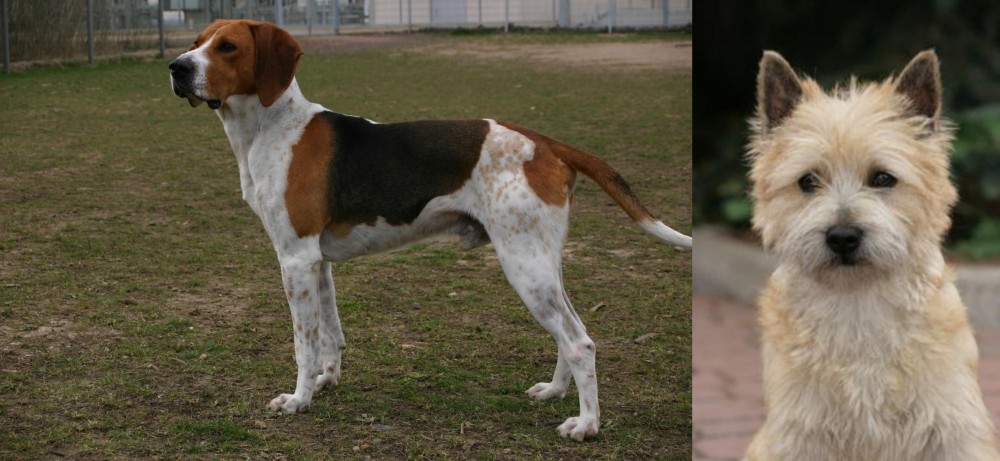 Cairn Terrier vs Anglo-Francais de Petite Venerie - Breed Comparison