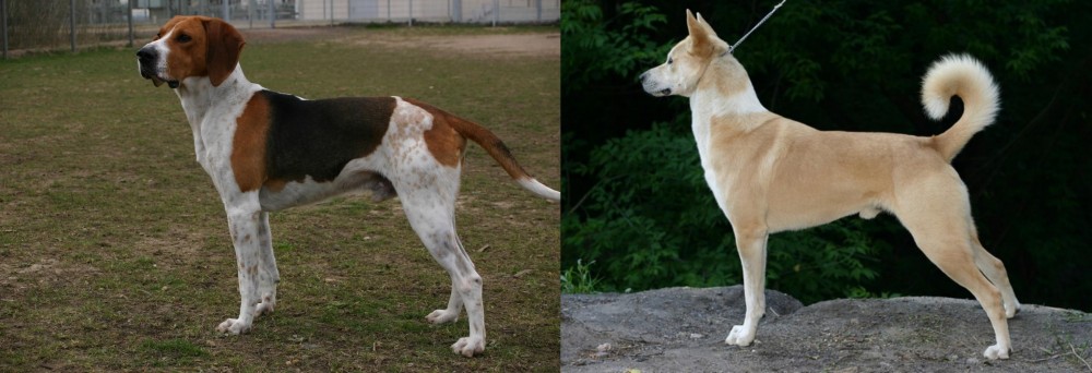 Canaan Dog vs Anglo-Francais de Petite Venerie - Breed Comparison