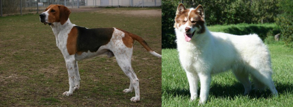 Canadian Eskimo Dog vs Anglo-Francais de Petite Venerie - Breed Comparison