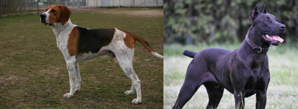 Canis Panther vs Anglo-Francais de Petite Venerie - Breed Comparison