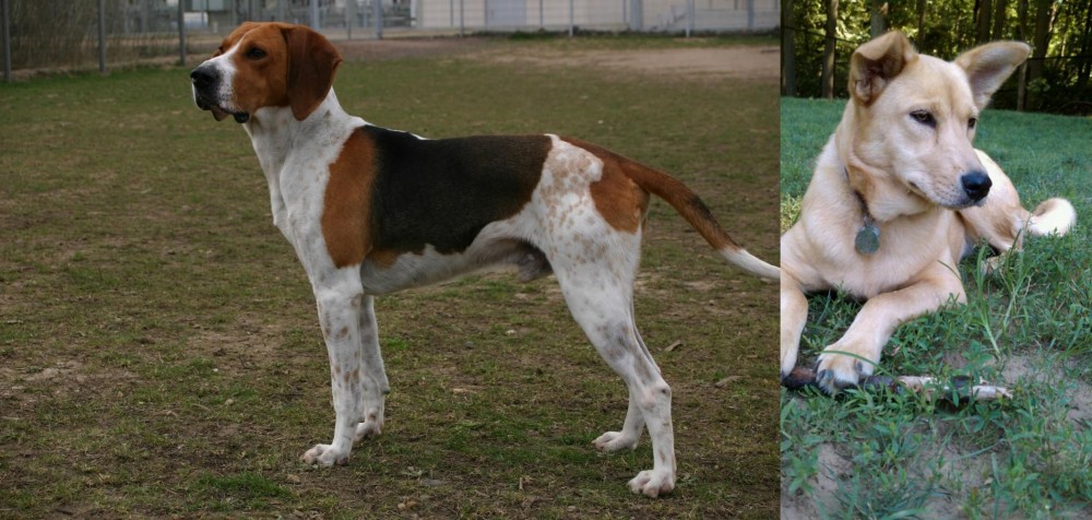 Carolina Dog vs Anglo-Francais de Petite Venerie - Breed Comparison