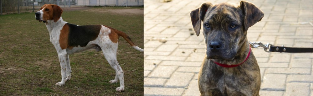 Catahoula Bulldog vs Anglo-Francais de Petite Venerie - Breed Comparison