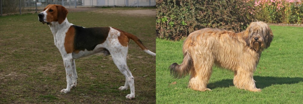 Catalan Sheepdog vs Anglo-Francais de Petite Venerie - Breed Comparison