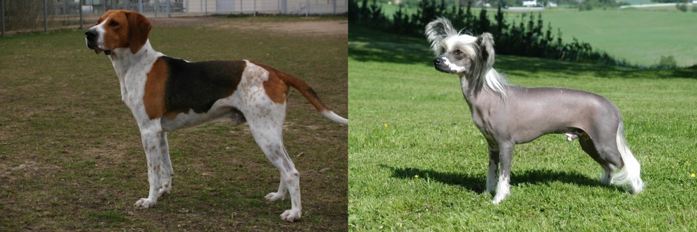 Chinese Crested Dog vs Anglo-Francais de Petite Venerie - Breed Comparison