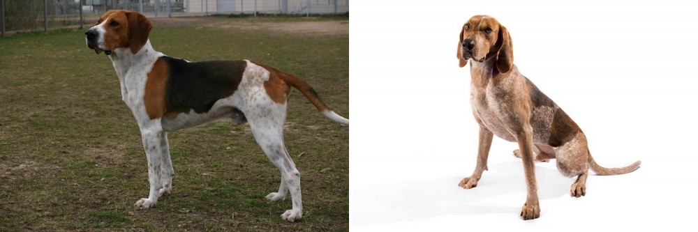 Coonhound vs Anglo-Francais de Petite Venerie - Breed Comparison