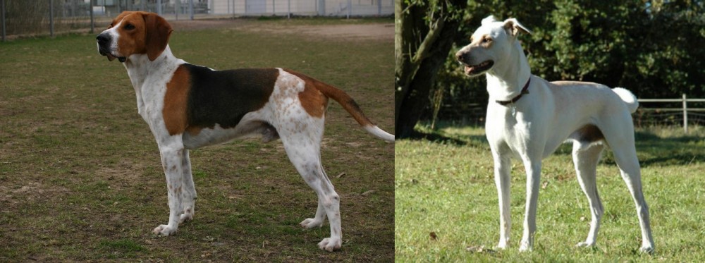 Cretan Hound vs Anglo-Francais de Petite Venerie - Breed Comparison