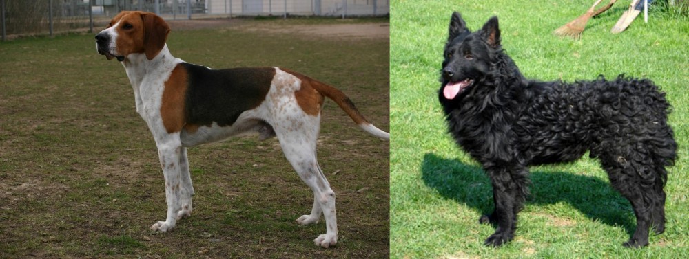 Croatian Sheepdog vs Anglo-Francais de Petite Venerie - Breed Comparison