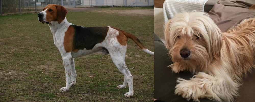 Cyprus Poodle vs Anglo-Francais de Petite Venerie - Breed Comparison
