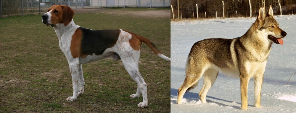 Czechoslovakian Wolfdog vs Anglo-Francais de Petite Venerie - Breed Comparison