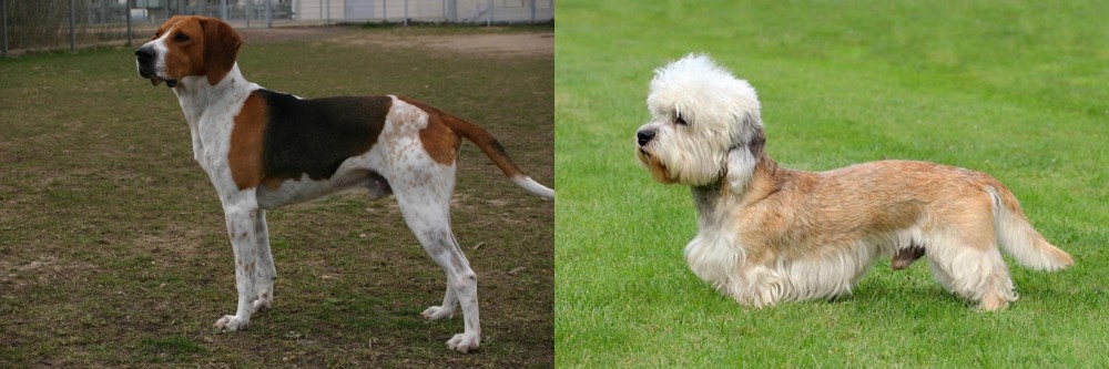 Dandie Dinmont Terrier vs Anglo-Francais de Petite Venerie - Breed Comparison