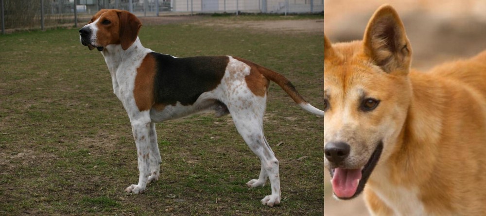 Dingo vs Anglo-Francais de Petite Venerie - Breed Comparison