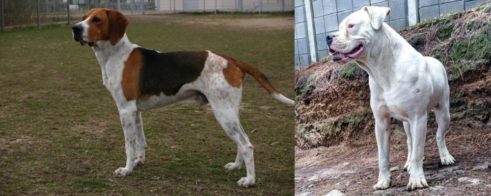 Dogo Guatemalteco vs Anglo-Francais de Petite Venerie - Breed Comparison