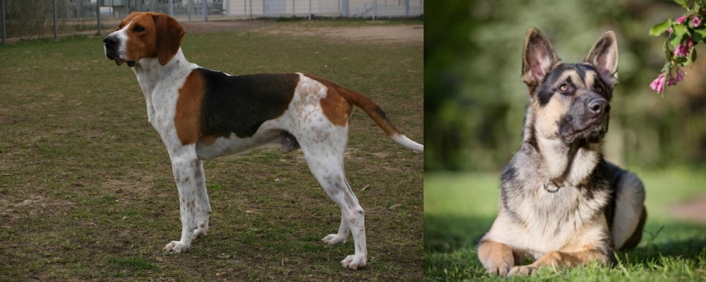 East European Shepherd vs Anglo-Francais de Petite Venerie - Breed Comparison
