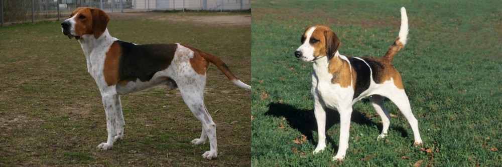 English Foxhound vs Anglo-Francais de Petite Venerie - Breed Comparison
