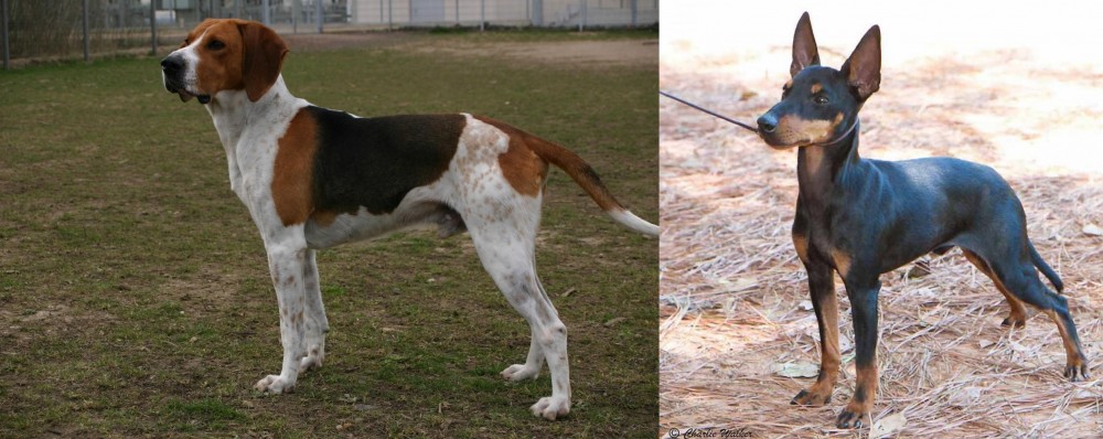 English Toy Terrier (Black & Tan) vs Anglo-Francais de Petite Venerie - Breed Comparison