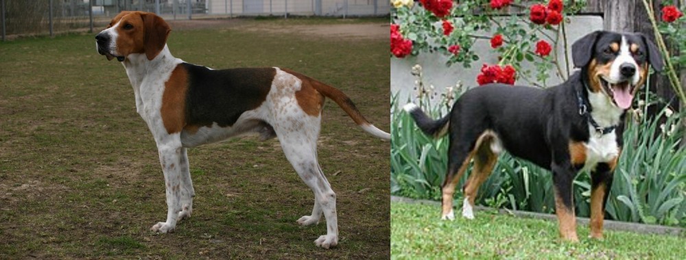 Entlebucher Mountain Dog vs Anglo-Francais de Petite Venerie - Breed Comparison