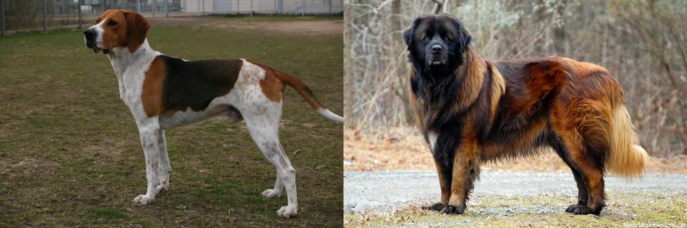 Estrela Mountain Dog vs Anglo-Francais de Petite Venerie - Breed Comparison